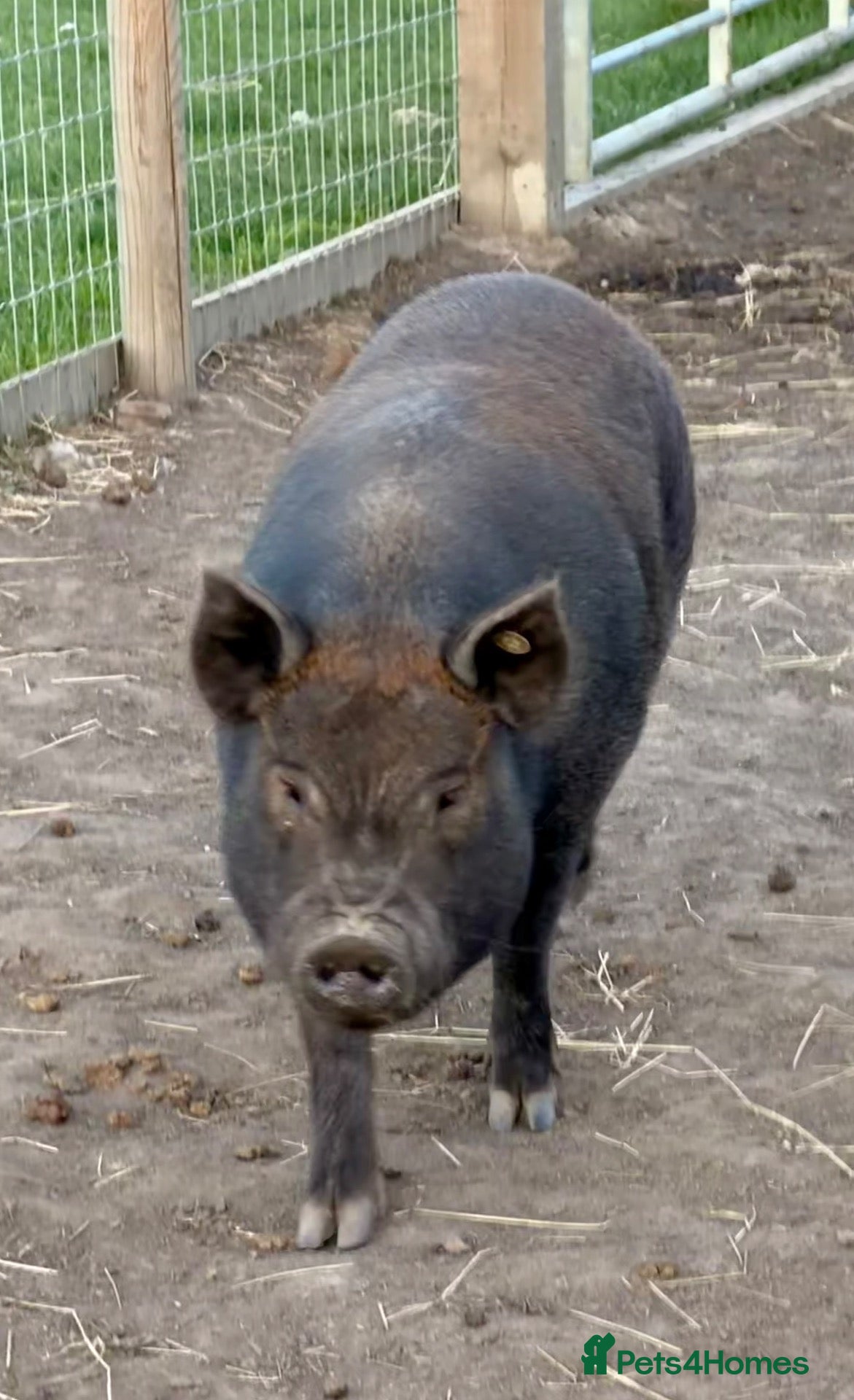 Pig livestock Cross breed mini pigs - Advert 1