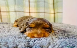 Miniature Dachshund dogs for sale: Gorgeous Long Haired KC Miniature Dachshunds - Image 5
