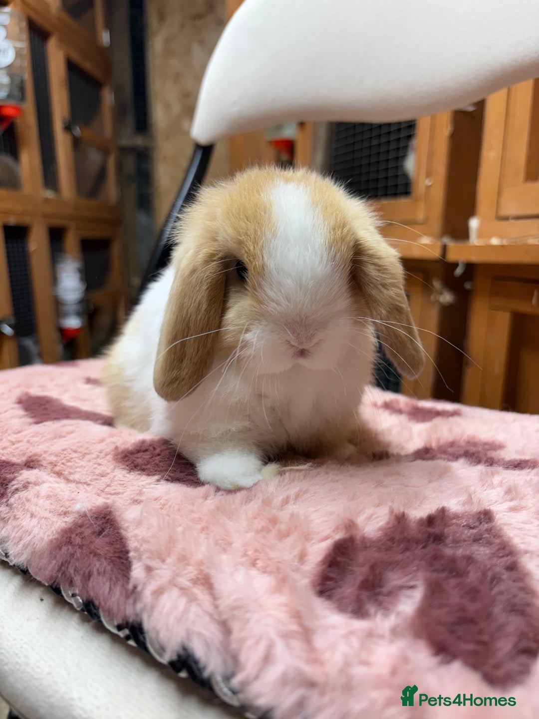 Dwarf Lop rabbits for sale: Stunning friendly dwarf lops  - Image 12