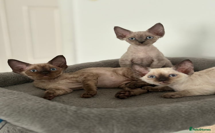 Devon Rex cats - Advert 1