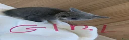 Mixed Breed cats for sale: Beautiful baby kittens 🐱  - Advert 16