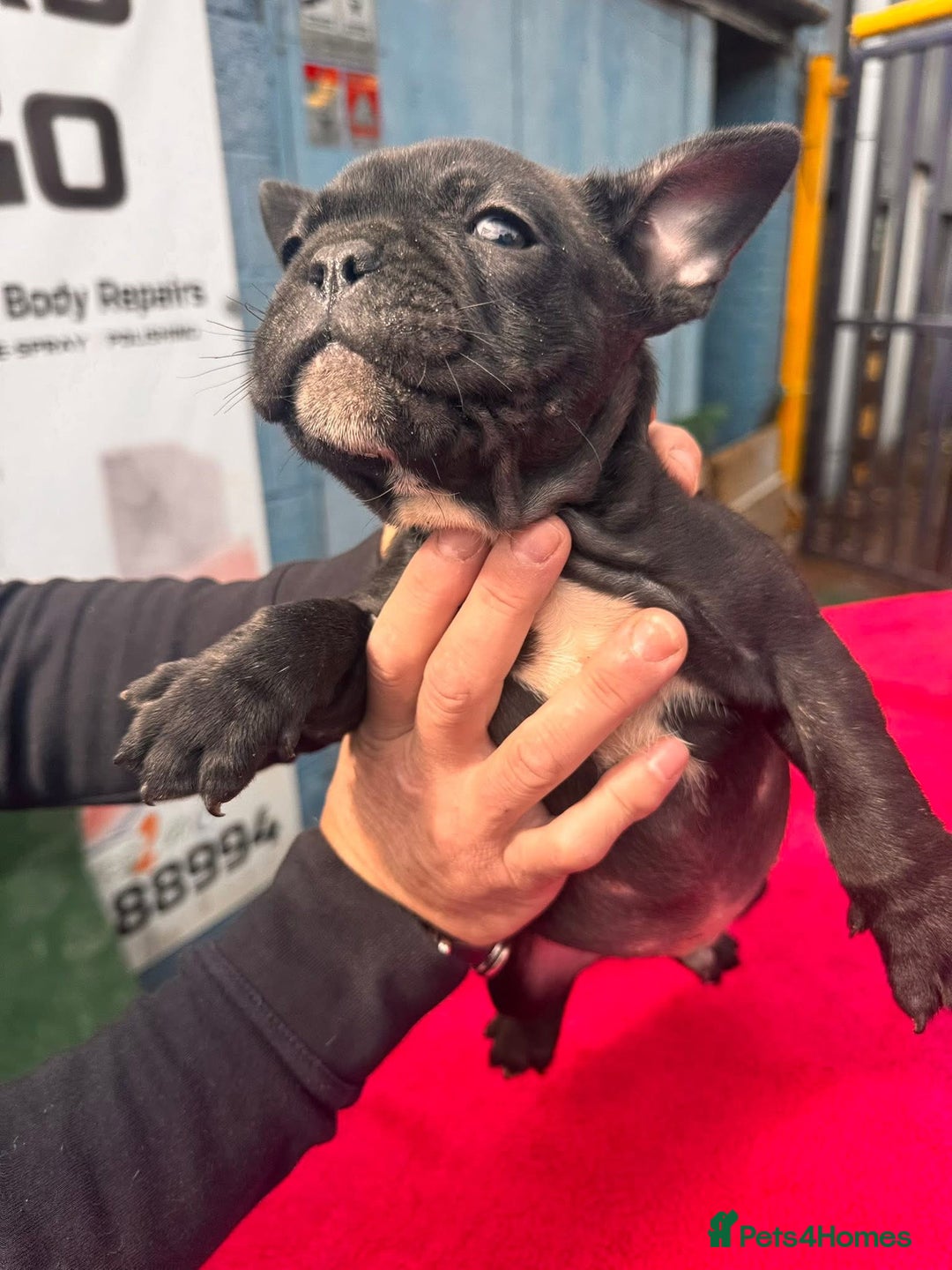 French Bulldog dogs for sale: French bulldog  - Image 2