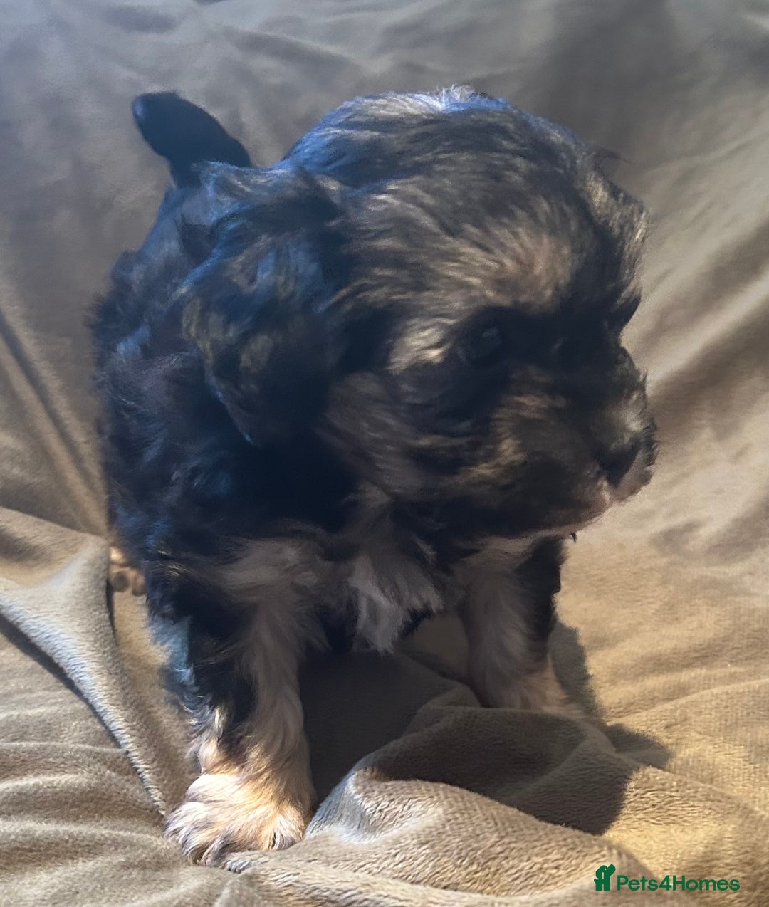 Maltipoo dogs for sale: Maltipoo puppies - Advert 6