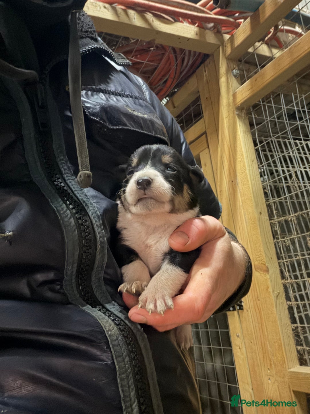 Mixed Breed dogs for sale: kelpie/blue heelers - Advert 1