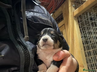 Mixed Breed dogs kelpie/blue heelers - Advert 3