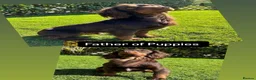 Cocker Spaniel dogs for sale: Beautiful Working type Cocker Spaniel Puppies - Advert 7