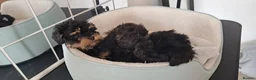 Shih Tzu dogs for sale: Pedigree Shihpoos  - Advert 4