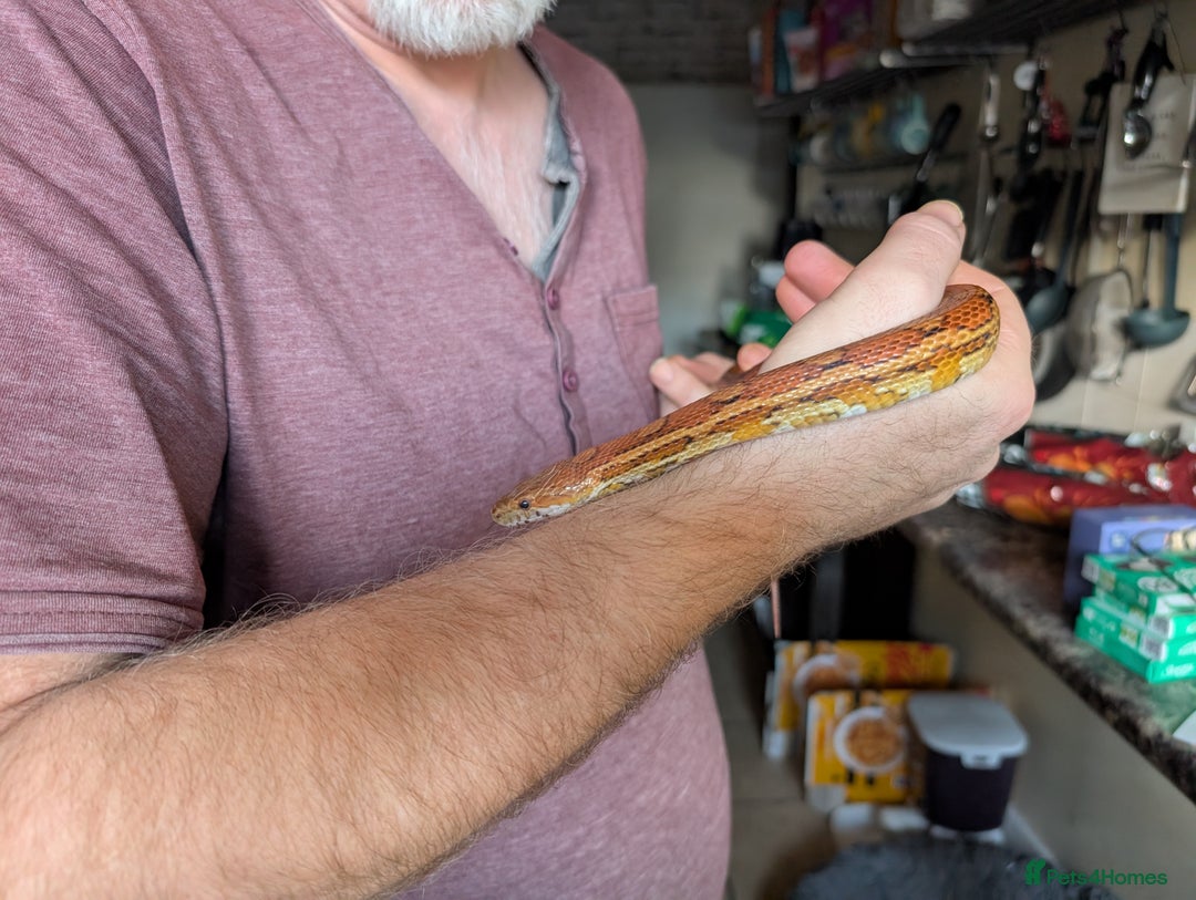 Corn Snake reptiles for sale: Corn snake - Advert 1