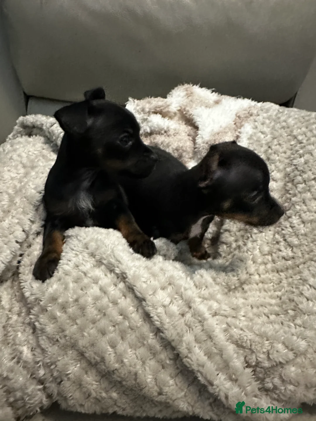 Mixed Breed dogs for sale: French Jacks x 5 - Advert 7