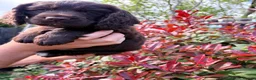 Cocker Spaniel dogs for sale: Last Working cocker Available RKC - Ready Now  - Advert 21