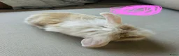 Mixed Breed rabbits for sale: Mini lops and lionhead baby rabbits - Advert 2