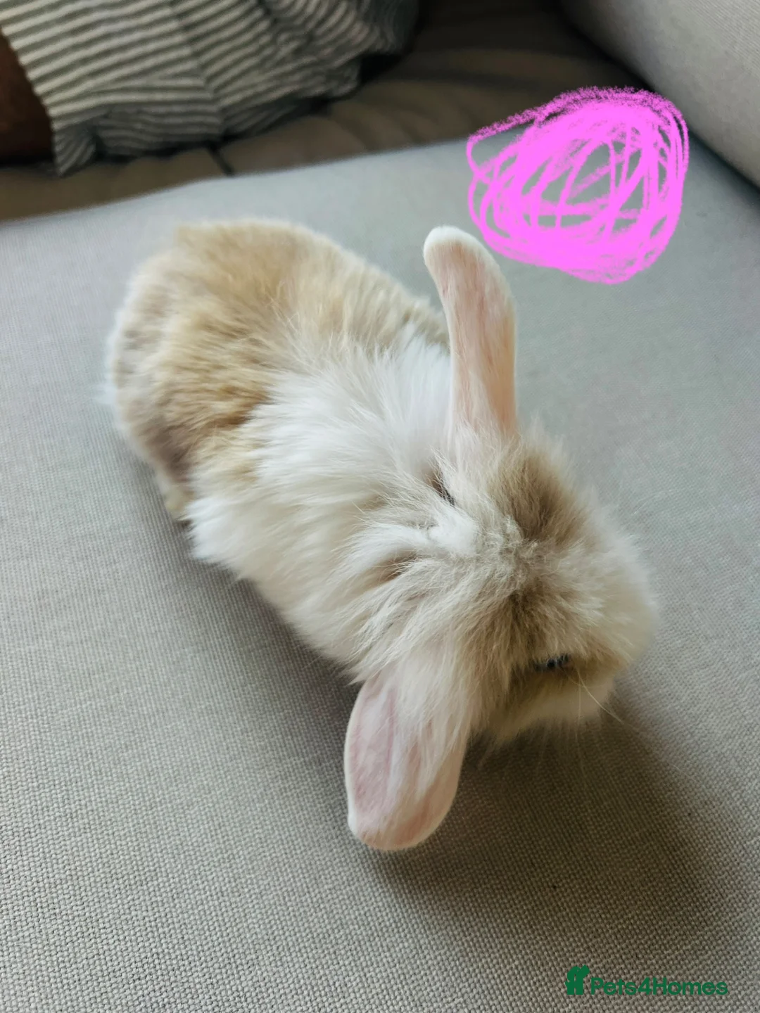 Mixed Breed rabbits for sale: Mini lops and lionhead baby rabbits - Advert 2