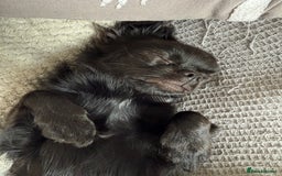 Chihuahua dogs for sale: Absolutely Stunning Little Chihuahua Puppies - Image 22