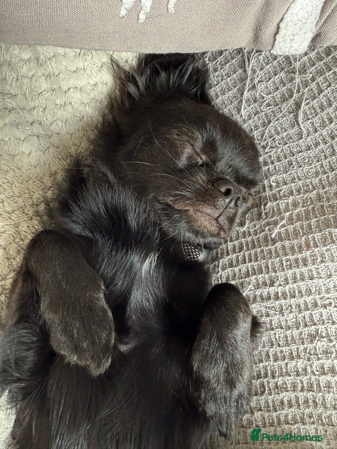 Chihuahua dogs for sale: Absolutely Stunning Little Chihuahua Puppies - Image 22