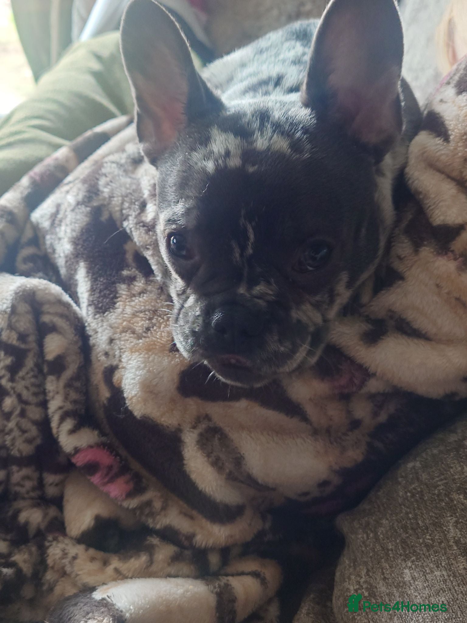 French Bulldog dogs Smudge  - Advert 3