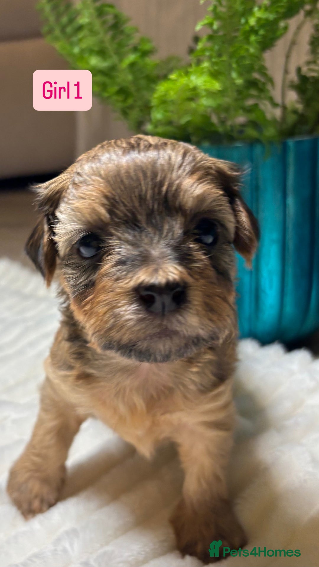 Havanese dogs for sale: 9 Beautiful Havanese Pedigree Puppies  - Advert 24