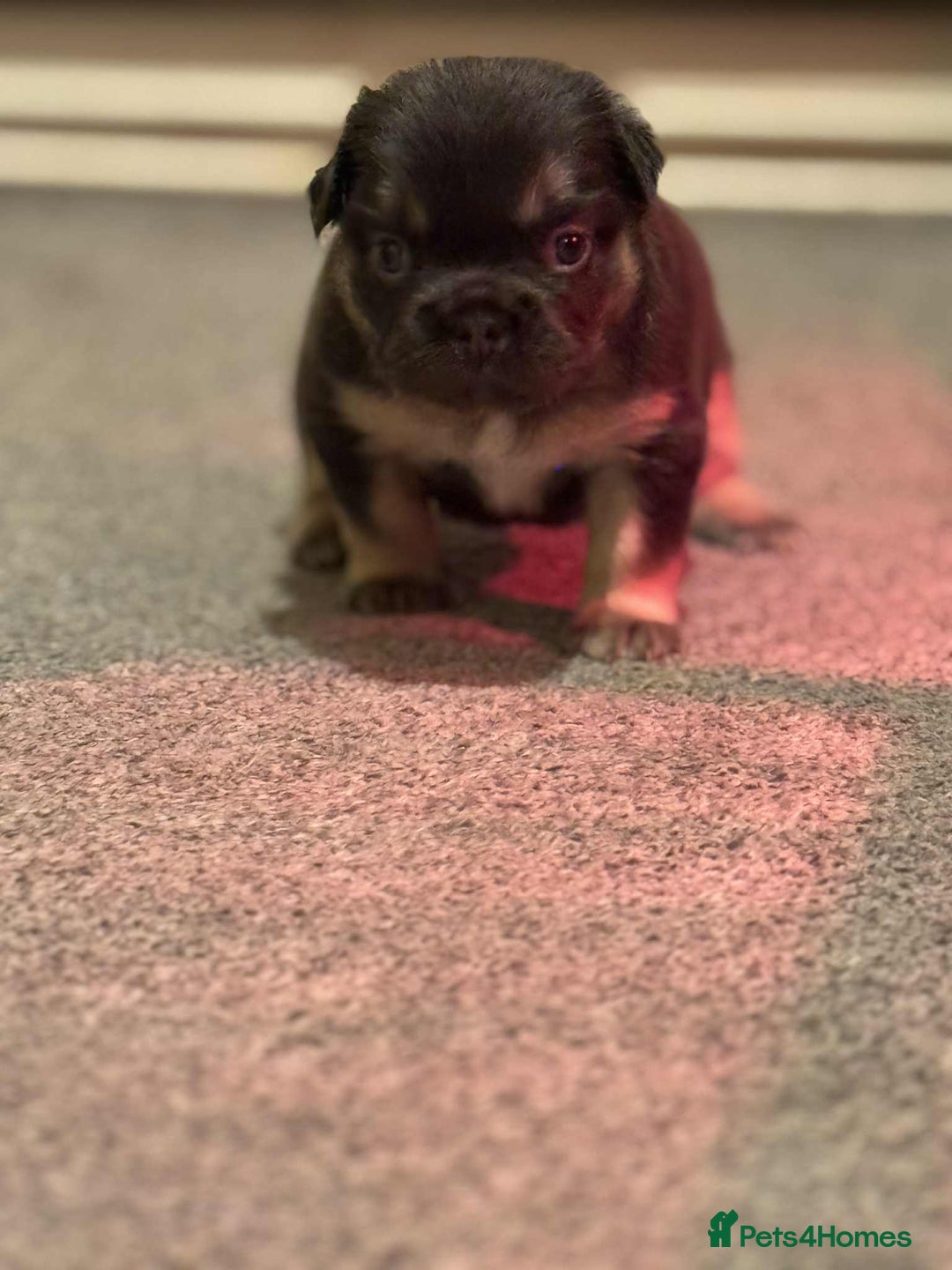 French Bulldog dogs for sale: HIGH QUALITY FLUFFY FRENCHIES  - Advert 24