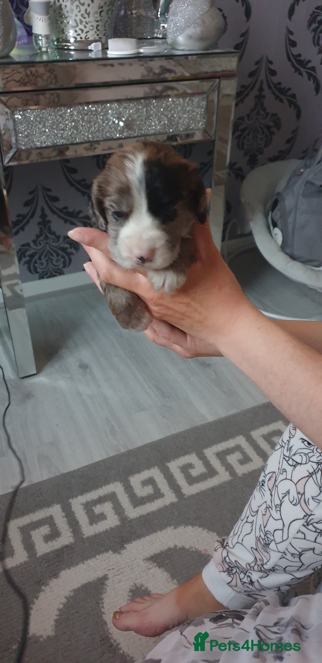 Cocker Spaniel dogs for sale: Cocker spaniel puppies  - Image 4