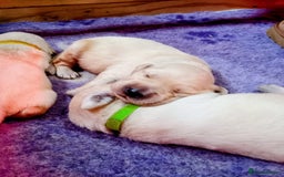 Golden Retriever dogs for sale: Golden retriever puppies  - Image 1