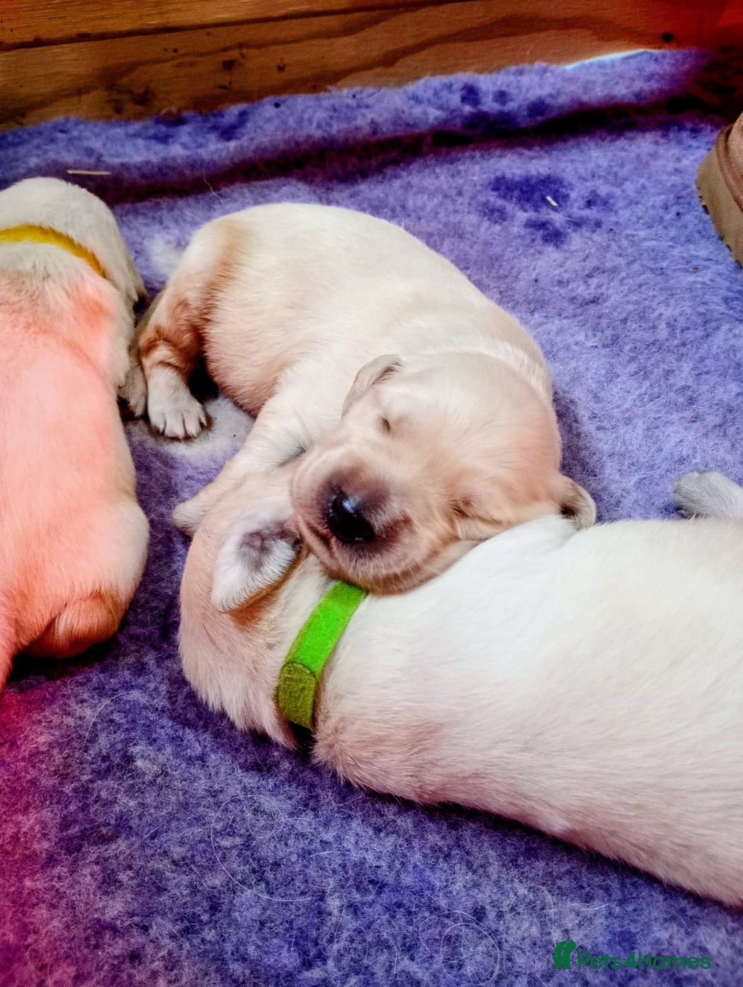 Golden Retriever dogs for sale: Golden retriever puppies  - Image 1