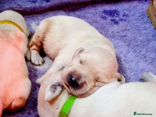 Golden Retriever dogs - Advert 20