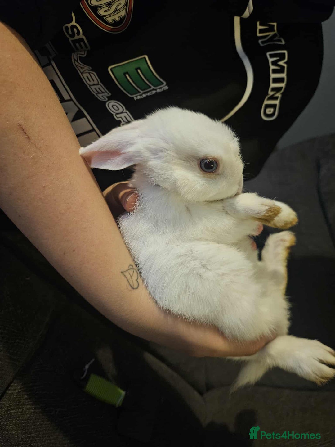 Mixed Breed rabbits for sale: Baby bunny’s - Image 2