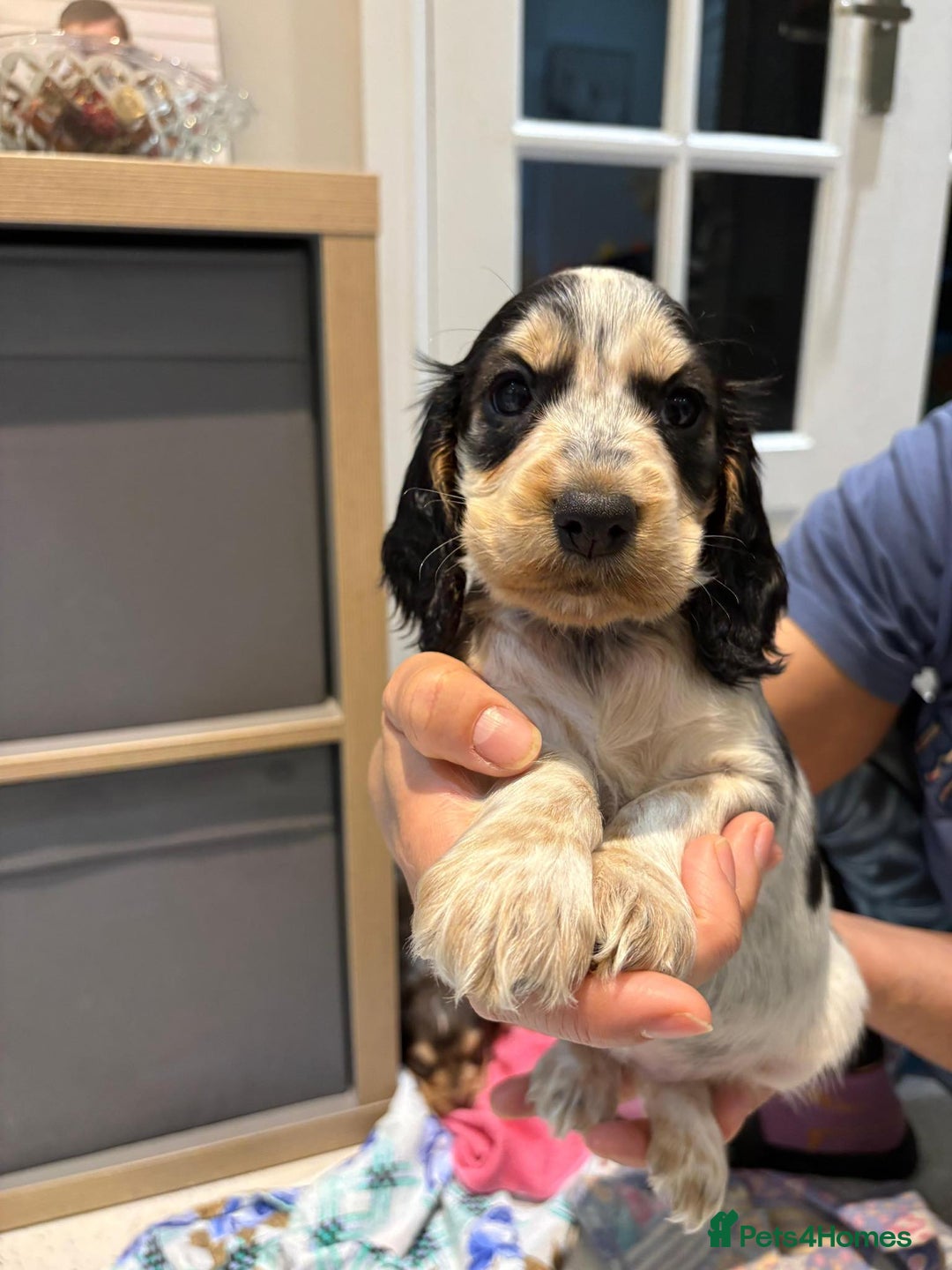 Cocker Spaniel dogs for sale: Pure show type KC reg DNA health test  - Advert 6