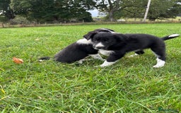 Border Collie dogs for sale: ⭐️ Border Collie Puppies ⭐️ - Image 28
