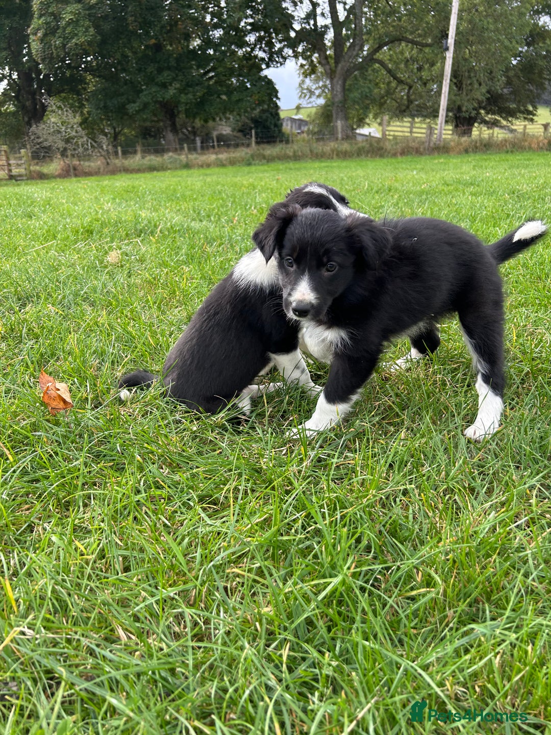 Border Collie dogs for sale: ⭐️ Border Collie Puppies ⭐️ - Image 28