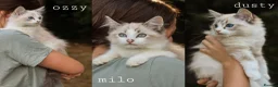 Ragdoll cats for sale: Tica Registered 💎 Ragdoll Kittens - Advert 1