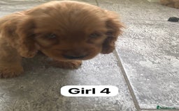 Cocker Spaniel dogs for sale: OUT STANDING GOLDEN SHOW TYPE COCKER SPANIEL  - Image 24