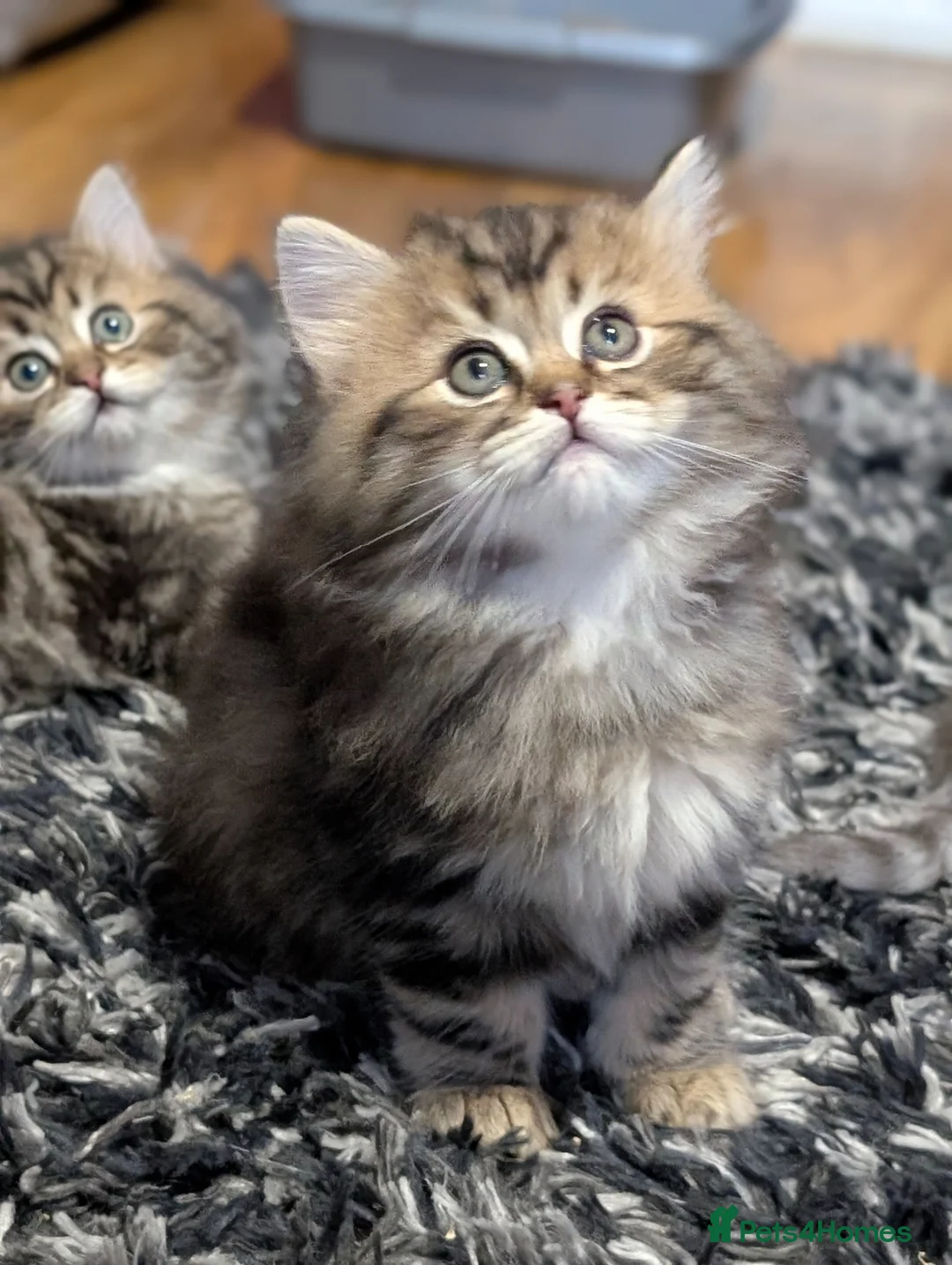 Mixed Breed cats for sale: Ragdoll/ Scottish straight kittens in Cheltenham - Advert 2