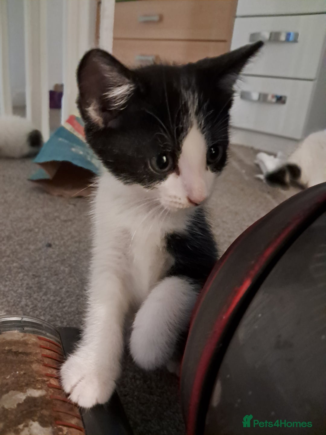 Mixed Breed cats for sale: 4 kittens for sale - Image 3
