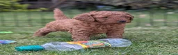 Cavapoo dogs for sale: Cavapoo Puppies Born to Steal Hearts - Advert 3