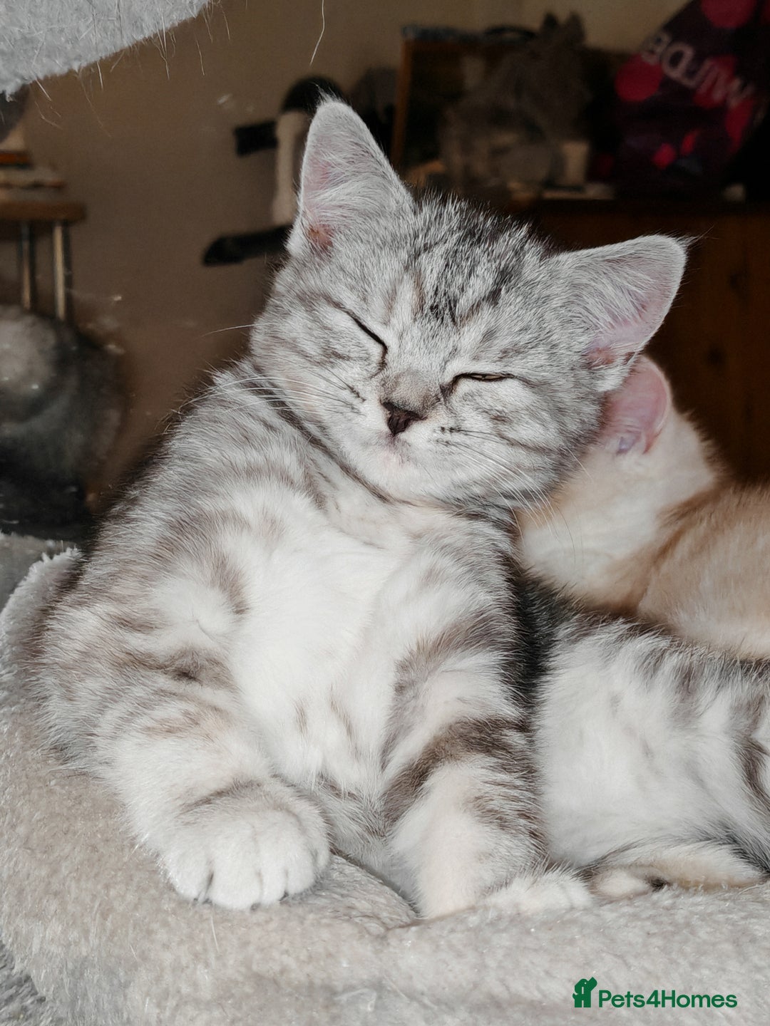 Mixed Breed cats for sale: British Shorthair Mix kittens - Ready Now - Advert 10