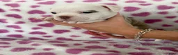 Old Tyme Bulldog dogs for sale: EXQUISITE Old tyme English bulldog puppies  - Advert 17