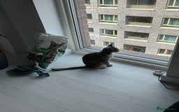 Mixed Breed cats for sale: Beautiful Domestic Shorthair Kittens grey / black - Image 13