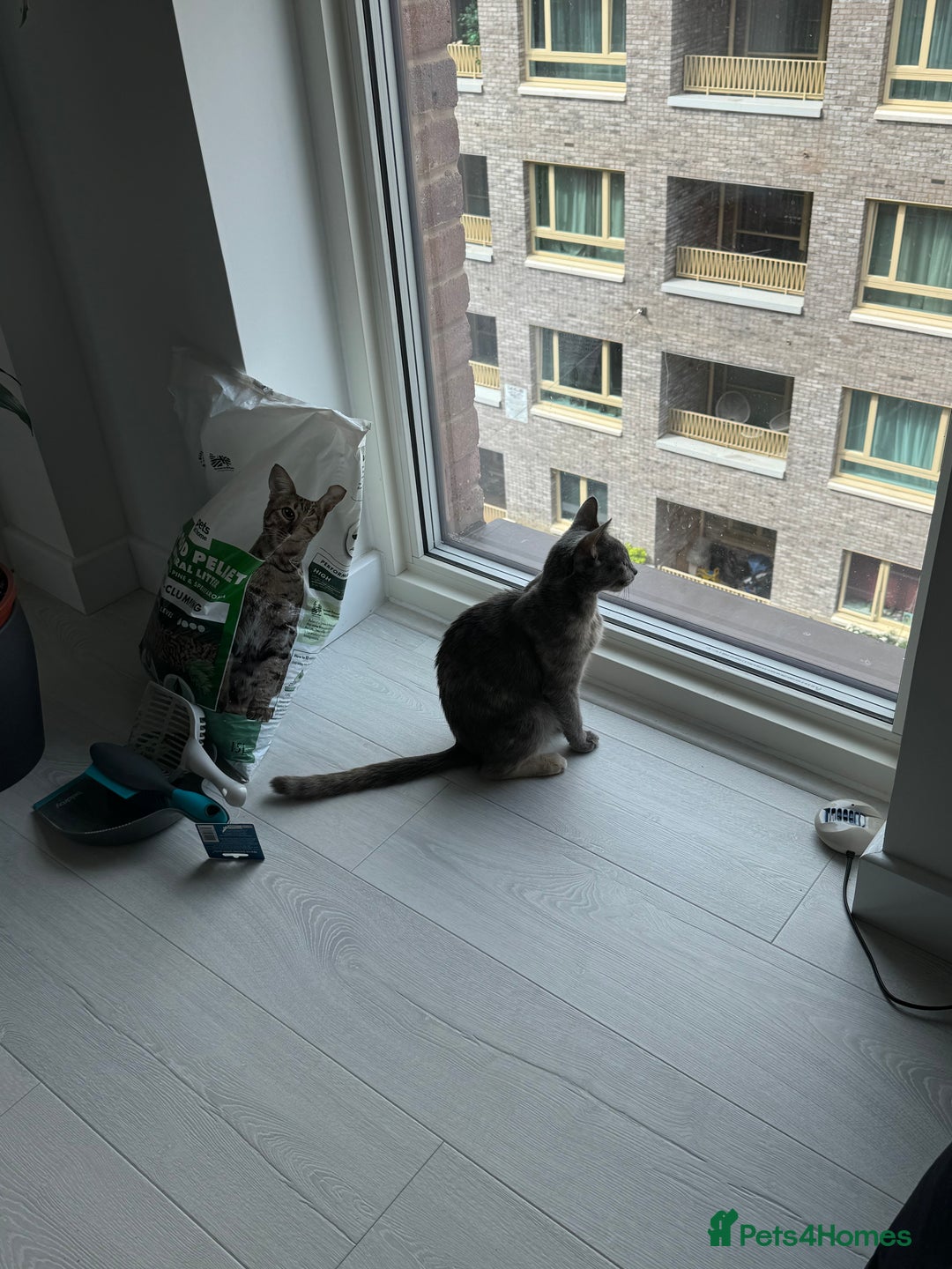 Mixed Breed cats for sale: Beautiful Domestic Shorthair Kittens grey / black - Image 13