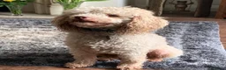 Poochon dogs for sale: DUE 04/03/2026 Beautiful poochon cross toy poodle  - Advert 3