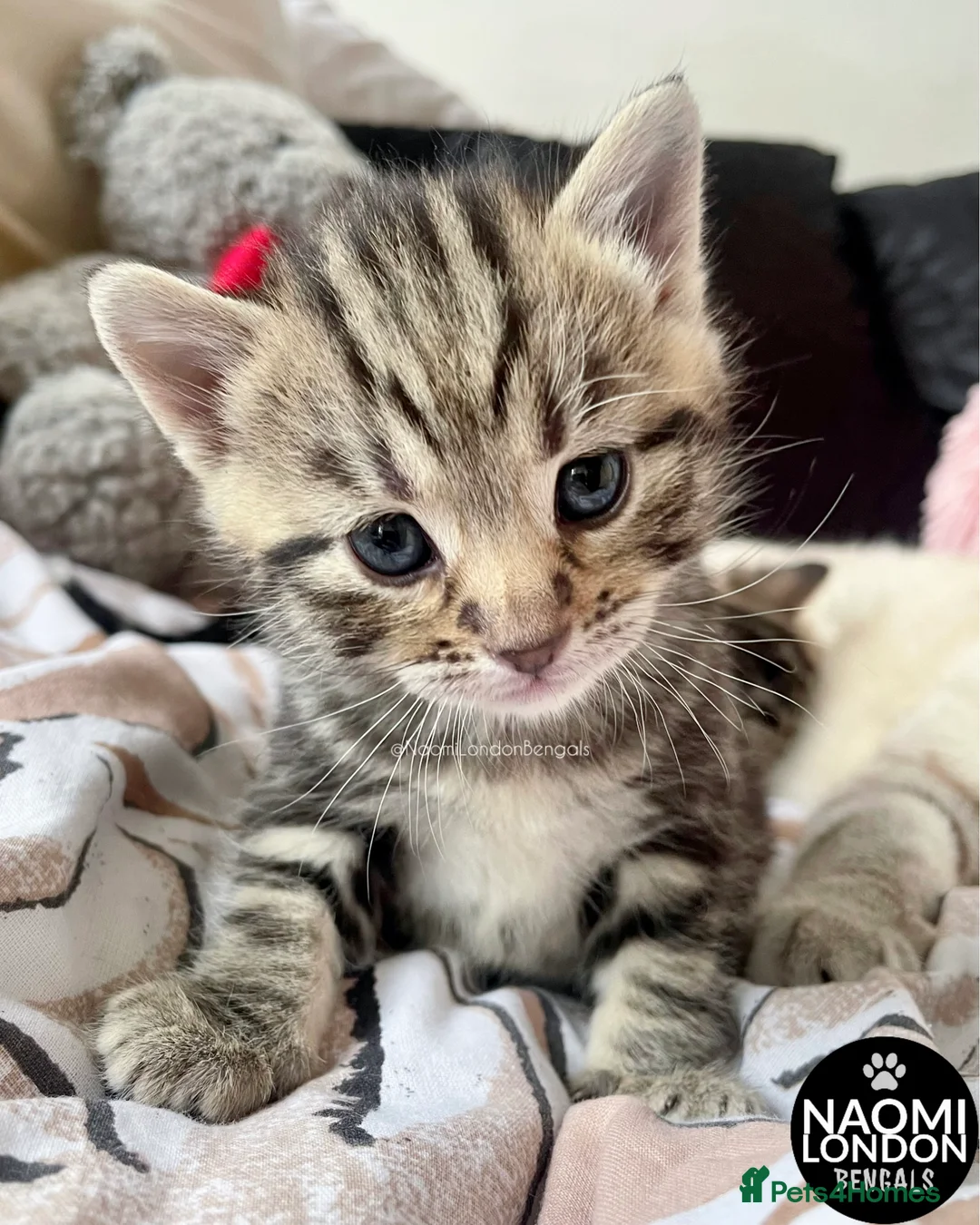 Bengal cats for sale: ⭐️ BENGAL KITTENS FOR SALE! ⭐️🩷❤️🧡💛💚🩵💙💜 - Advert 26