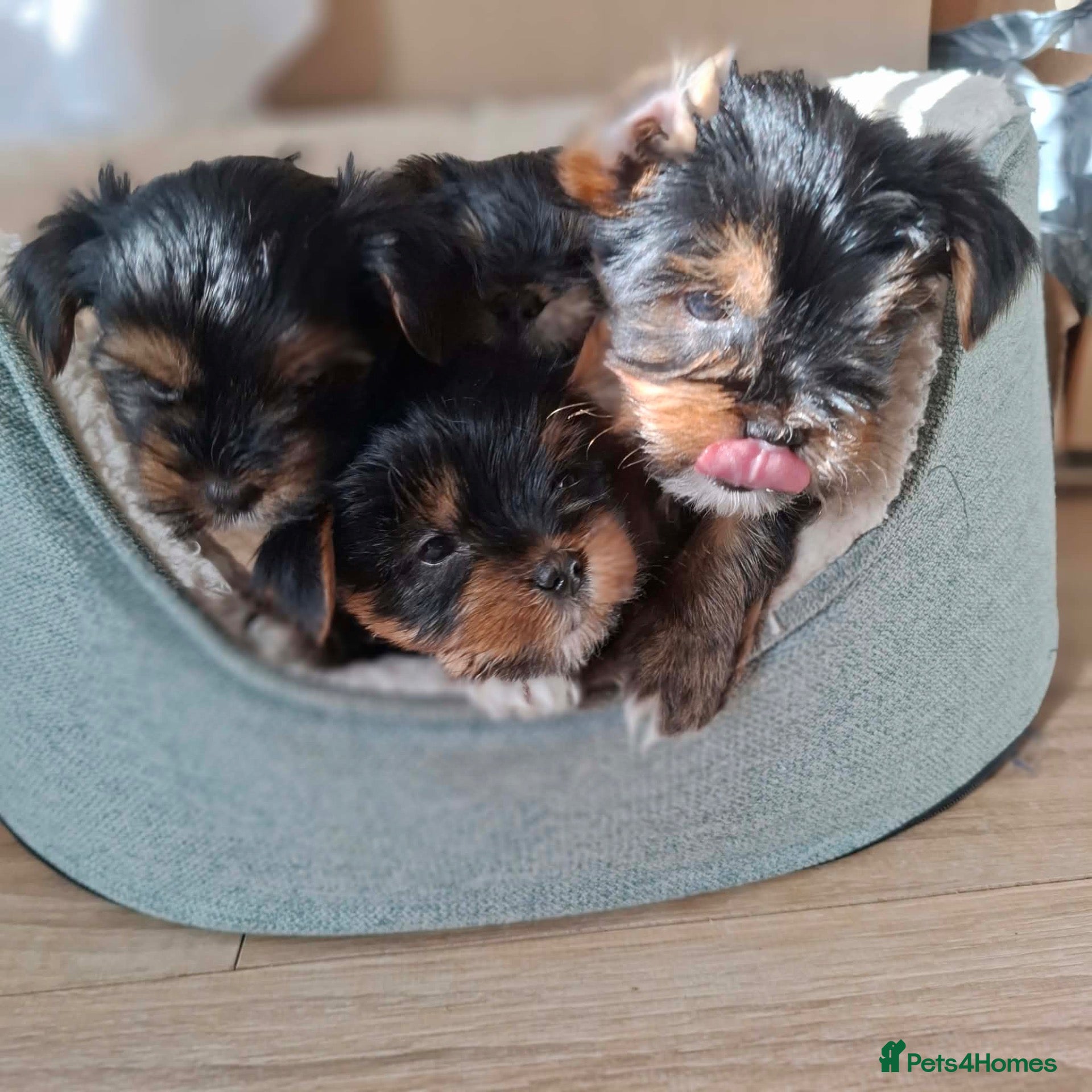 Yorkshire Terrier dogs Beautiful Yorkshire Terrier Puppies 2 Girls 3 Boys - Advert 1