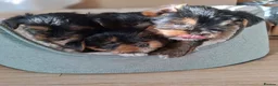 Yorkshire Terrier dogs for sale: Beautiful Yorkshire Terrier Puppies 2 Girls 3 Boys in Gateshead - Advert 1