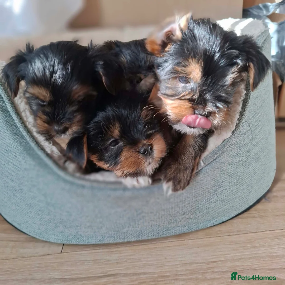 Yorkshire Terrier dogs for sale: Beautiful Yorkshire Terrier Puppies 2 Girls 3 Boys in Gateshead - Advert 1