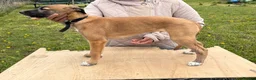 Mixed Breed dogs for sale: Lurcher Pups - Advert 38