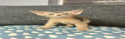 Abyssinian cats for sale: 💙 One Blue Male Abyssinian Kittens left 💙 - Advert 7