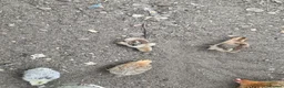 Chickens poultry for sale: 4 straight run chicks available - Advert 3