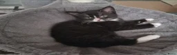 Mixed Breed cats for sale: Female kitten - Advert 5