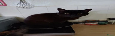 Mature female cat