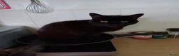 Mixed Breed cats for sale: Female cat  - Advert 1