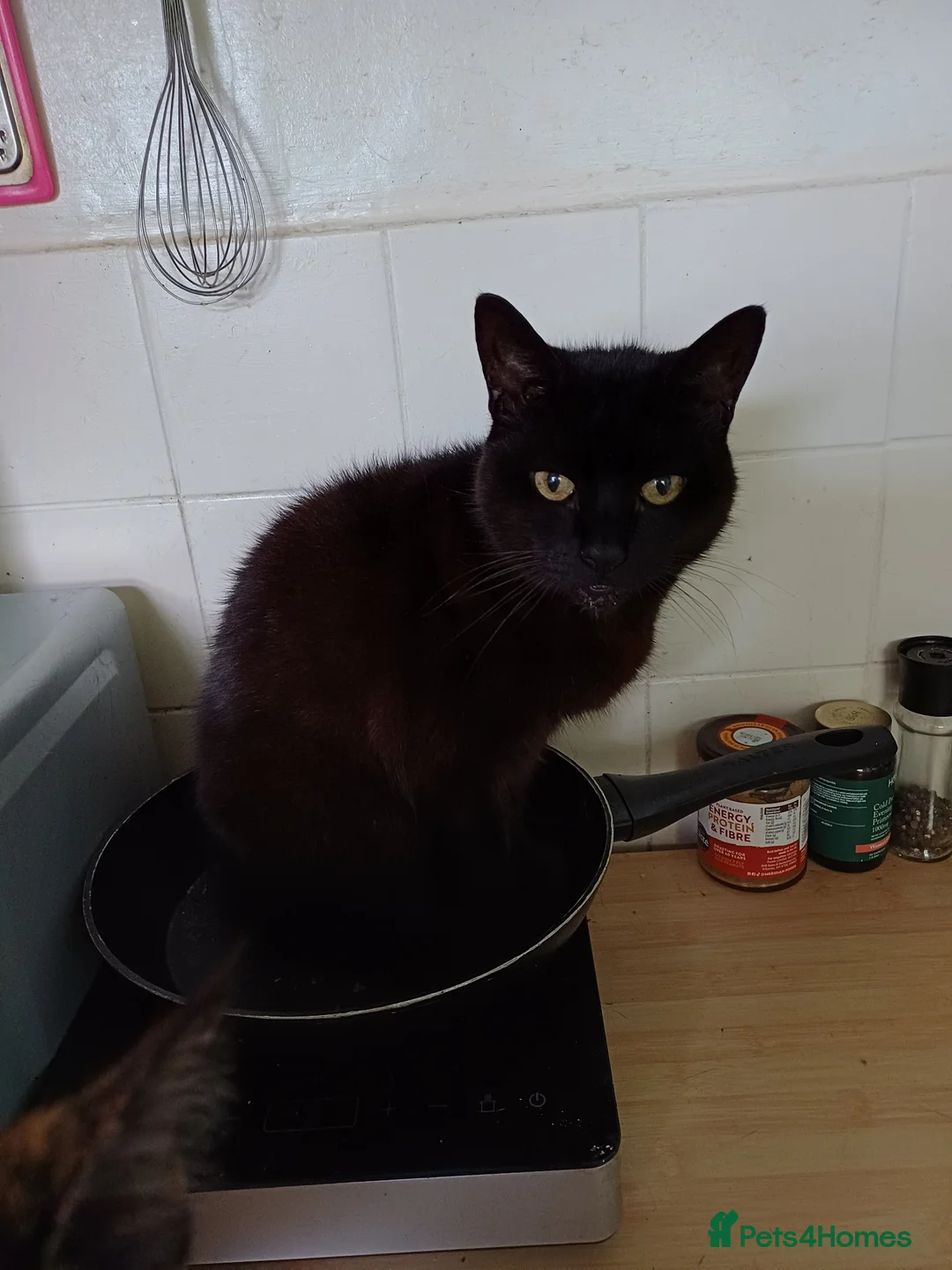 Mixed Breed cats for sale: Female cat  - Advert 1